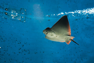 Ray fish in the ocean, visible mouth, eyes and belly, a marine animal in the rays of the sun in blue water. © Pablo Santos Somos