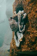 The octopus is large with tentacles on a stone in muddy water in its natural environment.
