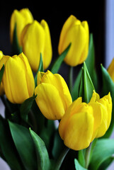 Naklejka premium A bunch of yellow tulips close up. A bouquet of yellow tulips on black background.