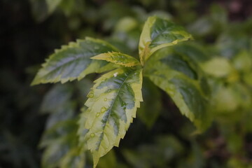 close up of a leaves