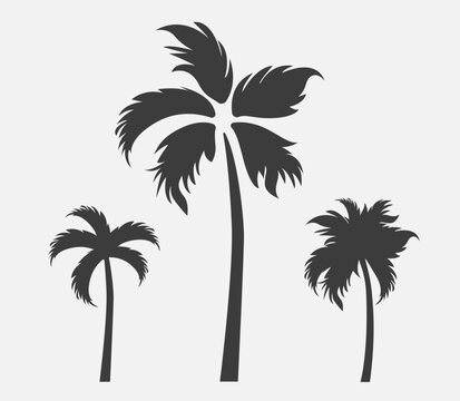 Set of palm trees silhouettes. Vector illustrations Isolated palm trees. Black silhouettes of palm trees. Flat style.