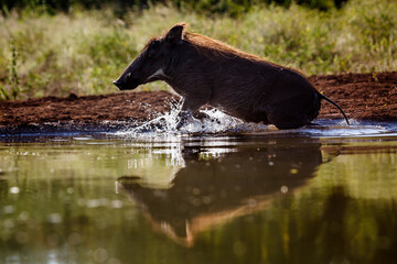 Common warthog running out of water in Kruger National park, South Africa ; Specie Phacochoerus...