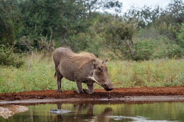 Common warthog drinking at waterhole in Kruger National park, South Africa ; Specie Phacochoerus africanus family of Suidae