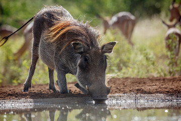 Common warthog drinking at waterhole front view backlit in Kruger National park, South Africa ;...