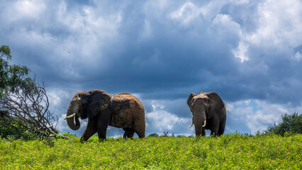 Two African bush elephant in yellow flowers meadow in Kruger National park, South Africa ; Specie...