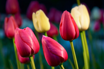 Red and yellow tulips springtime