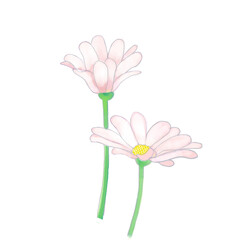 pink daisy isolated on white