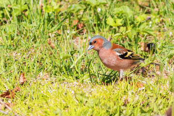 European finch, a songbird of the finches family in a spring park.