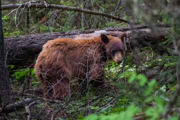 black bear in Grand Teton National Park