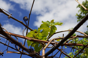 Young green vine leaves in the yard