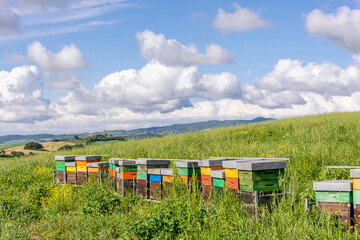 Colorful beehives in the countryside of Orciano Pisano, Italy in the spring season with bees flying...