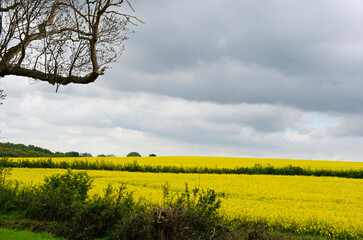 Fototapeta na wymiar Rapeseed field on a spring day