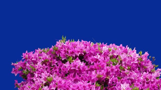 rhododendron obtusum on a background blue screen