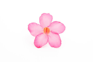 Tropical flower Pink Adenium. Desert rose on isolated white background