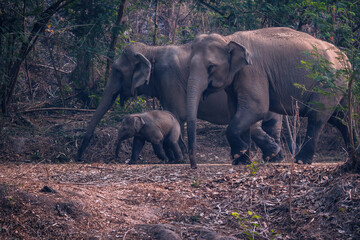 A herd of wild elephants and baby elephants in the jungle. asia elephant mother and baby in forest of southeast asia