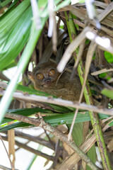 little tarsier hiding in the bushes