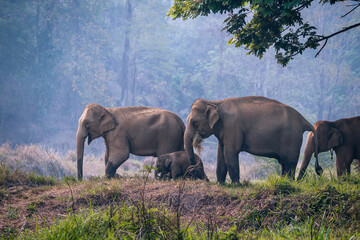 A herd of wild elephants and baby elephants in the jungle. asia elephant mother and baby in forest...
