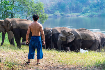 Back view Asian strong young mahout without shirt holding spear weapon looking at group of...