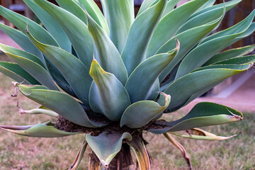 Beautiful foxtail agave plant, growing in a garden