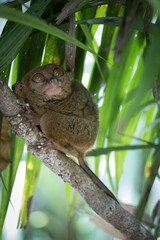 little tarsier on a tree branch