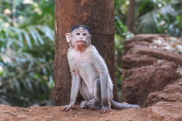 small monkey infant sitting in front of a tree trunk