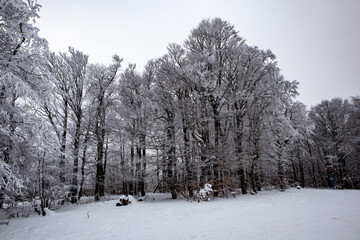 snow covered trees