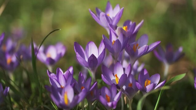 Springtime close-up view of violet crocuses. Soft selective focus of flowering crocus flowers, 4k