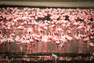 Naklejka premium Scene of pink flamingos eating algae - Lake Nakuru National Park Kenya Africa