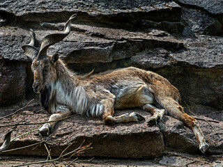 Young markhor on the rock. Latin name - Capra falconeri	