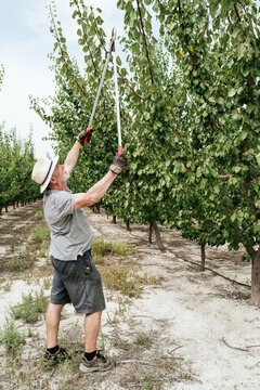 Male farmer pruning fruit tree