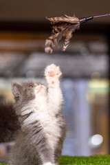 A cat photo typically captures the charm and personality of these beloved pets. The image might show a cat lounging in a cozy spot, playfully interacting with a toy, 