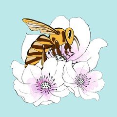 Daisy flower with cute bee cartoon and heart isolated on white background illustration.