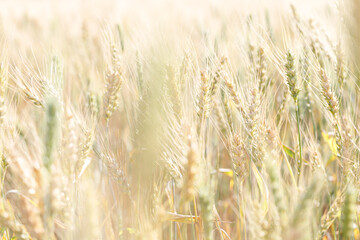 Soft focus of spikelets of wheat with lens flare at sunset.