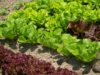 green lettuce growing in the garden

