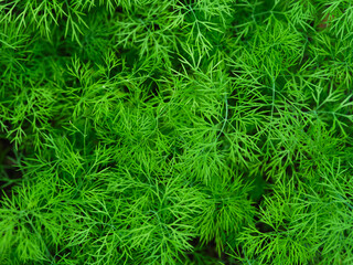 Young green organic dill plants growing outdoors.