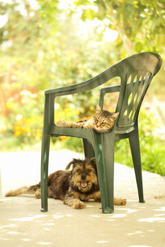 Cat and dog lying together on and under a green plastic chair outside in the garden, enjoying the warm weather. Cat and dog friendship concept