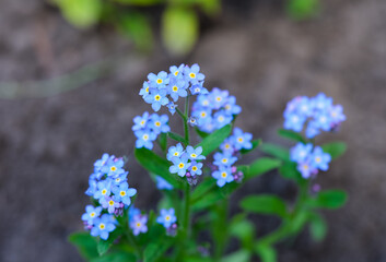 Blue forget-me-not plant flowering in nature.