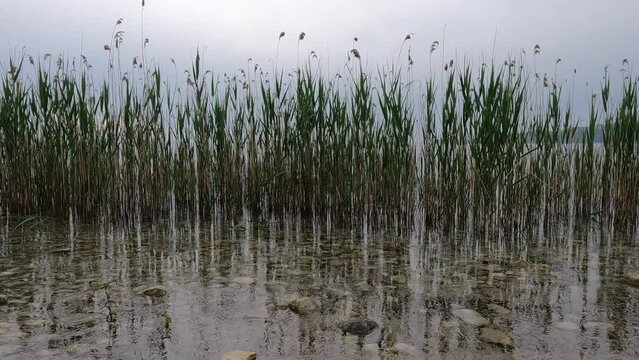 reed bed on the Lake Garda