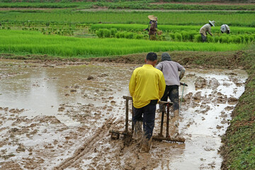 Obraz na płótnie Canvas Farmer pulling seedlings of rice.