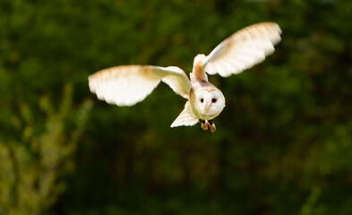 Barn owl