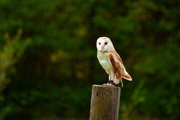 Barn owl