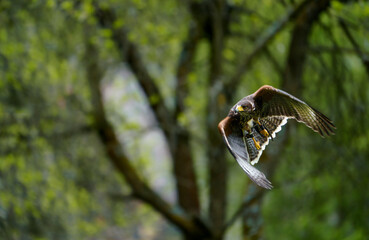 Harris´s Hawk