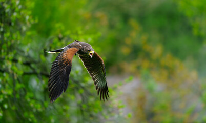 Harris´s Hawk