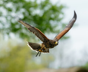 Harris´s Hawk