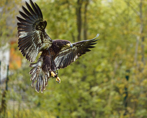 Bald eagle