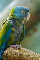 Blue headed Macaw