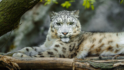 Snow leopard