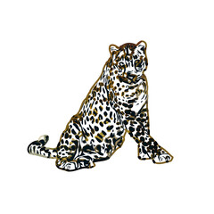  color sketch of leopard with transparent background