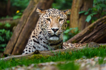 Fototapeta na wymiar Persian leopard