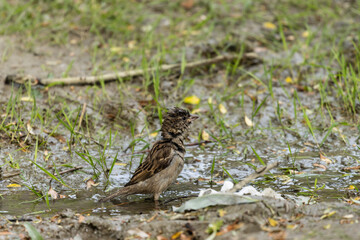 The sparrow, perched on a branch, indulges in a delicate ritual of self-care. With meticulous movements, it dips its tiny body into a nearby puddle, splashing droplets of water onto its feathers.